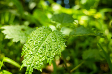 sting nettle in the tropical forest