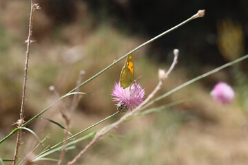 Mariposa, Flor rosa