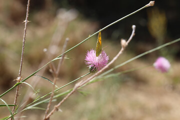 Mariposa, Flor rosa