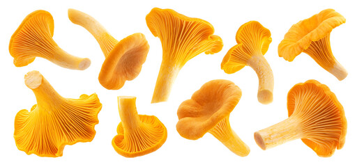 Fresh chanterelle mushrooms isolated on white background - obrazy, fototapety, plakaty