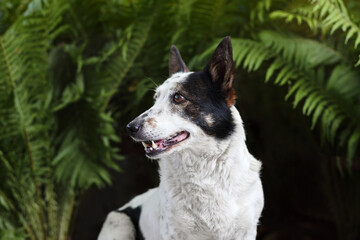 Fototapeta premium Joyful black and white dog is looking to the left. Green fern on the background.