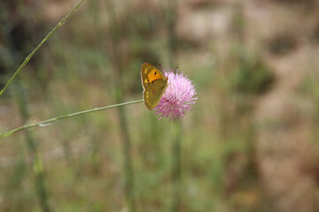 Mariposa, Flor rosa