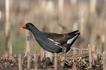 Moorhen swimming in the water