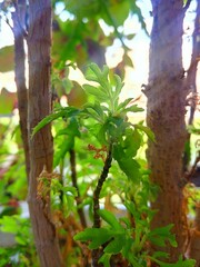 A small sprout of a plant against the background of its grown brethren.