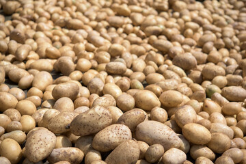 A large number of ripe potatoes - a new harvest