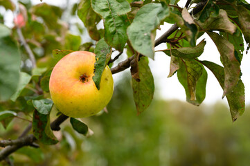 red green ripe fruit apple on a branch of an apple tree in the garden