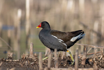 Moorhen swimming in the water