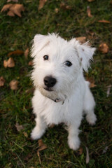 White dog is sitting in grass. She is looking into the camera.