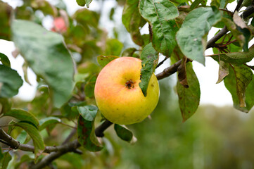 red green ripe fruit apple on a branch of an apple tree in the garden