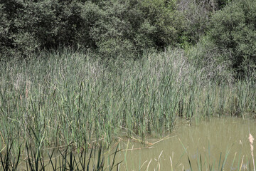 El Pardo, Rio Manzanares