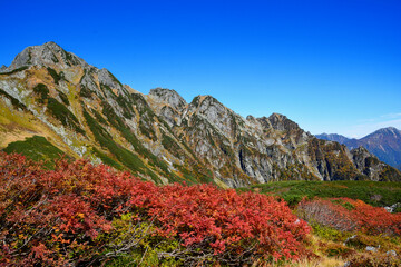 真っ赤に紅葉したナナカマドの森と、北アルプスの最難関の岩陵帯、劔岳の岩肌、秋晴れの青空。旅行、旅先、シルバーウィーク、紅葉、黄葉。
