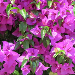 Bougainvillea, triplet flower, Mediterranean flowering plant