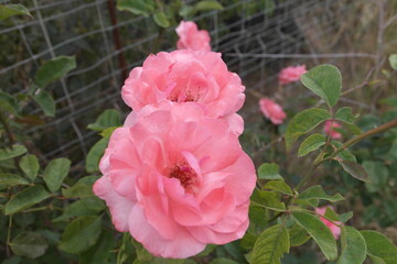 pink rose in garden