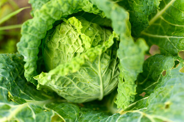 head of fresh honest white cabbage grows in the garden. water drops on leaves