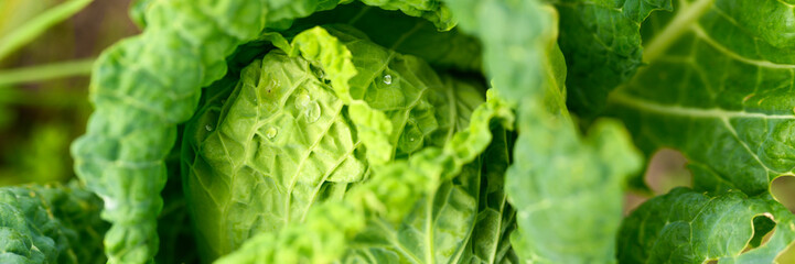 head of fresh honest white cabbage grows in the garden. water drops on leaves. banner