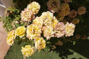 bouquet of flowers