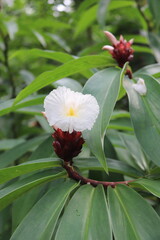 Fleur dans la jungle à Tahiti, Polynésie française