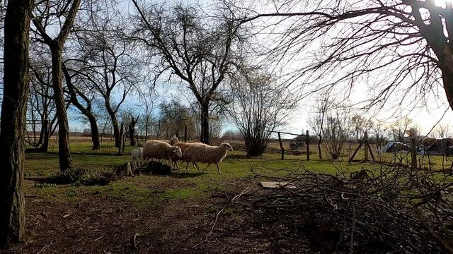 Flock of sheep running