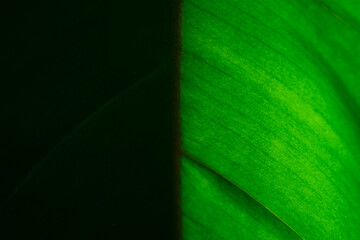 Close up bird’s nest fern or Asplenium nidus leaf in backlight. Texture details of dark and bright side of tropical green foliage. Low key macro beautiful natural background.