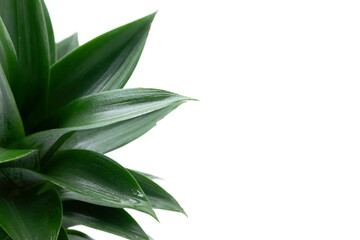 Close up of wet green pineapple leaves isolated on white background with copy space. Summertime concept.