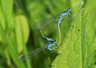Closeup of blue dragon fly mating on plant. Enallagma cyathigerum. Common blue damselfly.