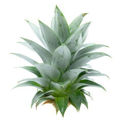 Side view of green pineapple leaves isolated on white background.