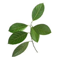 Underside of branch of green jackfruit leaves isolated on white background.