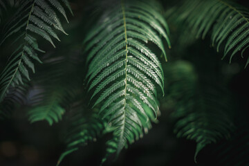 Fern leaves, foliage. in close up in dark green tone