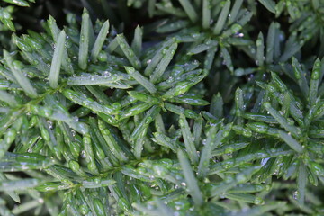 After rain has stopped, waterdrops are on the green leaves and branches of Japanese Yew tree.
