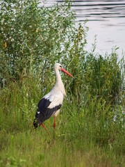 White stork ciconia closeup on the river bank