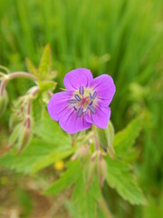 Fototapeta premium Purple Flower