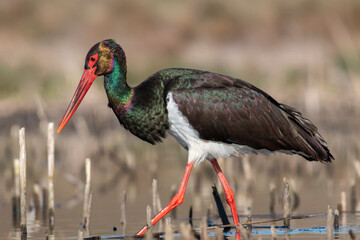 Black Stork portrait in early morning