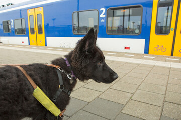 Zwarte herder pup traint op station