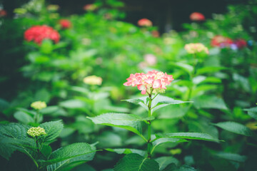 紫陽花