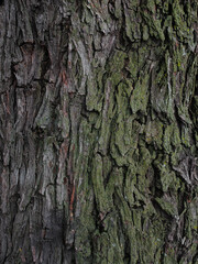 Natural rough tree texture background