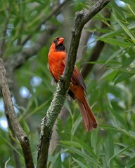 Haughty Cardinal