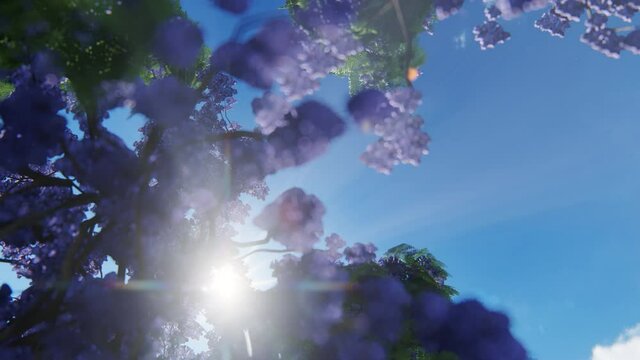 Sun rays breaking through jacaranda tree and flowers, 4K