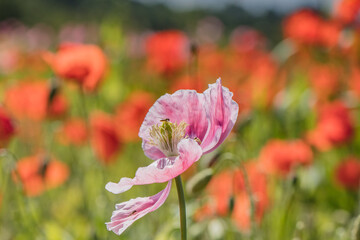 Fototapeta premium mohnblüte