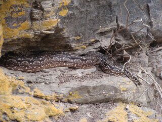 lampalagua