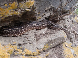 lampalagua