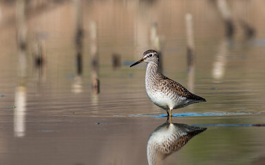 Green sandpiper bird in natural habitat