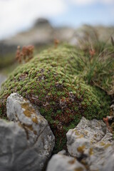 A close -up of some high-mountain vegetation. It's a cacti-like green plant. The photo is taken from the summit of Stara Planina (Balkan Mountain), Bulgaria.