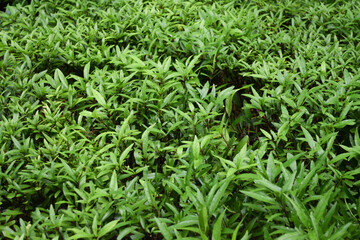 Texture derails of green shrub, fresh tropical leaves for natural background.