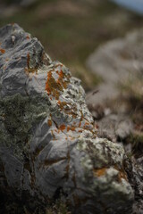 A close-up of a colourful moss growing on a mountain rock. The photo is taken on the summit of Stara Planina (Balkan Mountain), Bulgaria.