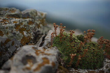 A close -up of some high-mountain vegetation. They are cacti-like green plants. The photo is taken from the summit of Stara Planina (Balkan Mountain), Bulgaria.