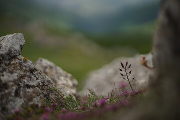 A close-up of some high-mountain vegetation. The photo is taken from the summit of Stara Planina (Balkan Mountain), Bulgaria.