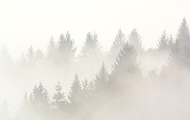Forest in the morning mist in the mountain. Spruce tops in fog in autumn.
