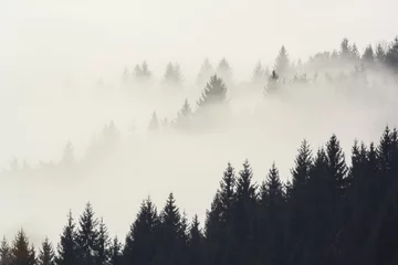 Papier Peint photo Forêt dans le brouillard Forêt dans la brume matinale dans la montagne. Sommets d& 39 épinette dans le brouillard en automne.
