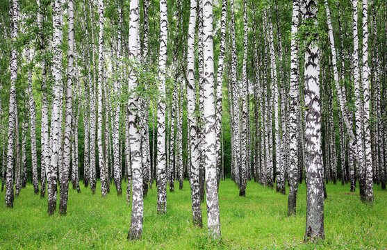 A row of slender snow-white birches in a summer park