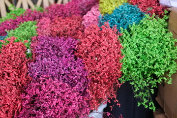Dried flowers full of colour